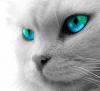 kitty eyes [is b.e.a.u.ti.ful.]