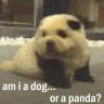am i a dog... or a panda?