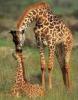 giraffes-mommy and baby