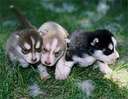 Cutest husky triplets ever!!!