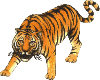Tiger!!!!
