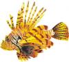lion fish graphic design
