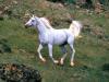 a REAL unicorn!!!