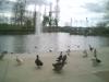 Ducks in Park