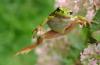 jumping frog