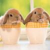 bunnies in mugs