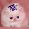 princess kitty