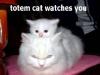 totem cat watches you