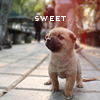 Sweet dog