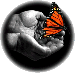 butterfly in my hand
