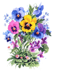 pretty pansy