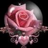 Pink rose in globe