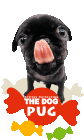 cute pug