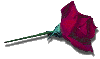 a single red rose