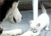 Siberian Huskie & Cat So Cute