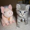 Kitten and Pig