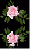 Reflecting Rose