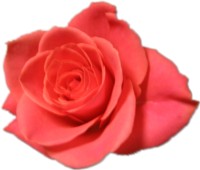 cute kawaii rose flower
