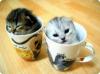 two cute kittens i two glasses!