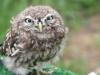 evil owl :P