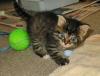 a very very small kitty is playing with a ball