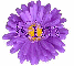 Kim in purple flower