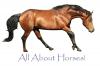 all about horses
