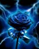 Blue Lightening Rose