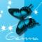 blue butterfly gemma