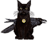 Black cat collar