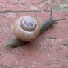 Beautiful Snail :)