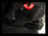 Black Cat With Red Eyes