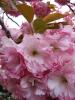sakura blossom tree