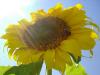Sunflower by Gerberra